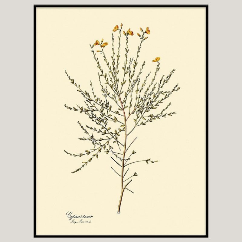 Cytisus Tener Framed Botanical Art Print - BFG 50x70 3103 - Uneeka